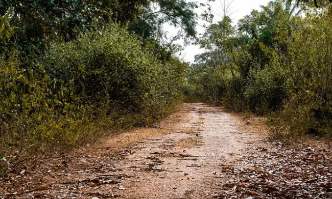 Estrada rural de terra sem cascalho, com superfície irregular e vegetação nas laterais